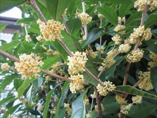 ウスギモクセイ